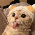 Luis Felipe Esquivel